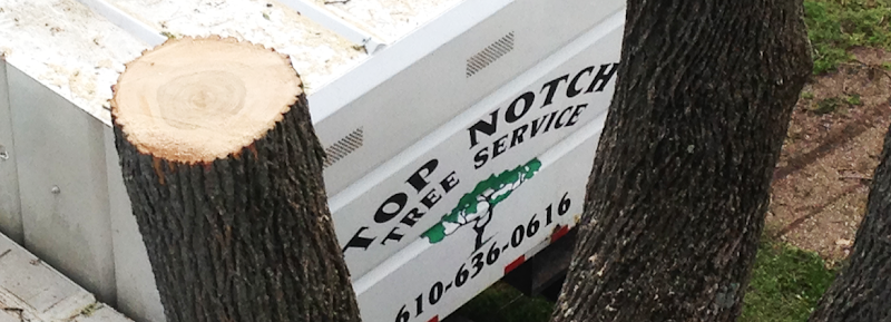 Top Notch Tree Service image 1